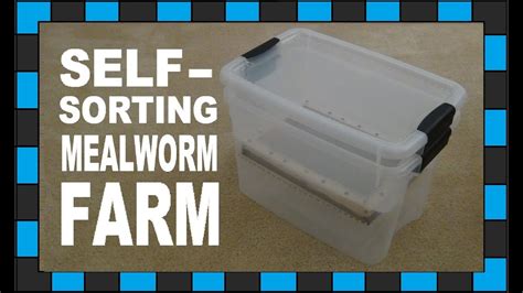 Diy Self Sorting Mealworm Farm