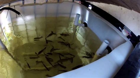 Diy Trout Farm