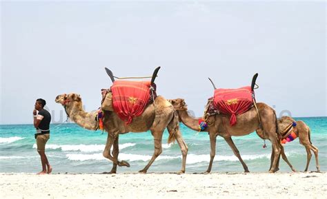Djerba Camel Trek