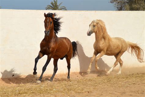 Djerba stables horses