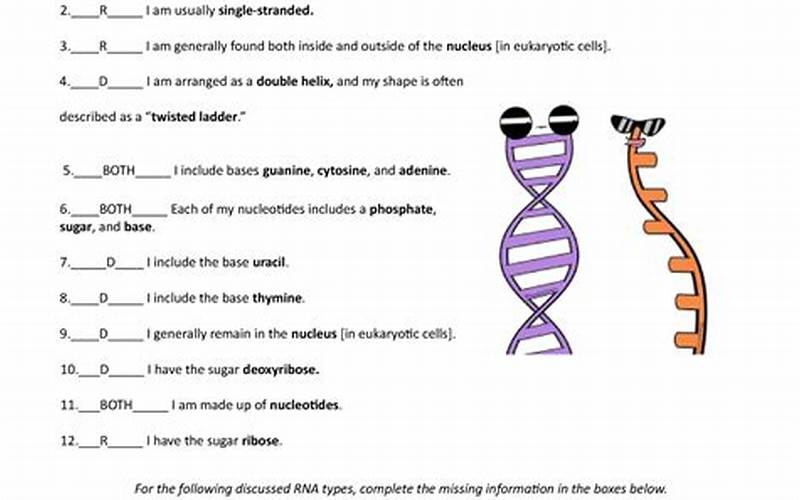 Dna Structure And Function Amoeba Sisters Video Guided Notes