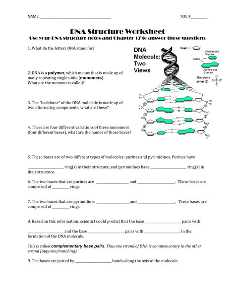 Dna Structure And Function Worksheet Answer Key