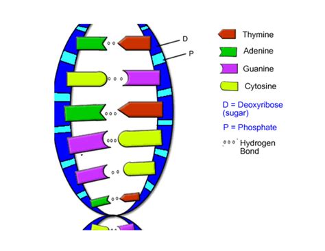 Dna The Double Helix Coloring Worksheet Colored