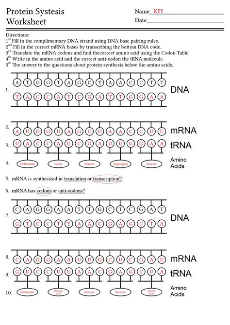 Dna and Replication Worksheet Making A Model Of Dna Instructions TriPod