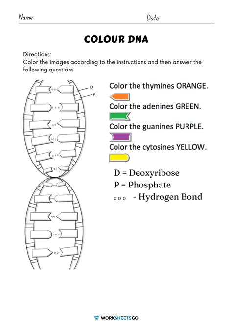 Dna - Worksheet | Dna | Rna