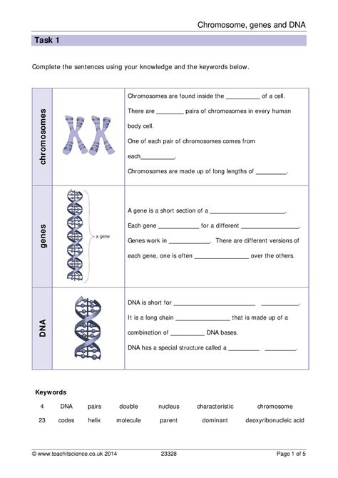 Dna And Genes Worksheet