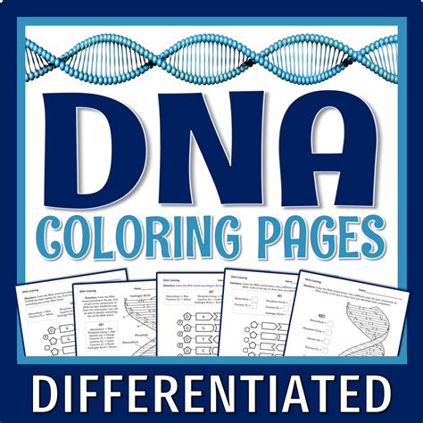 Dna Coloring Worksheet Middle School