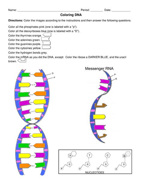 Dna Double Helix Coloring Worksheet
