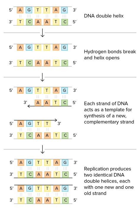 Dna Replication Template