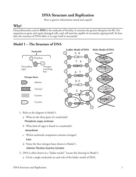 Dna Replication Worksheet Answers Pdf / 18 Dna Structure And