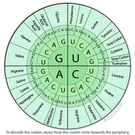Dna Rna Chart