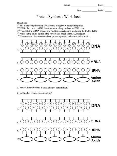 Dna Rna Protein Synthesis Worksheet