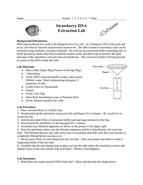 Dna Strawberry Extraction Lab Worksheet / Extracting Dna From Fruit