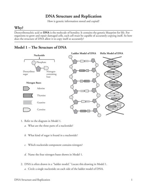 Dna Structure And Replication Answer Worksheet