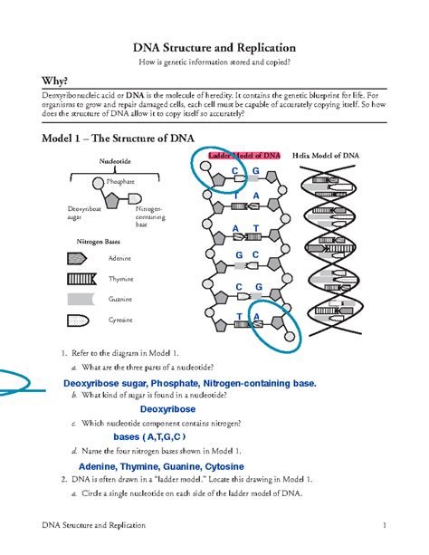 Dna Structure And Replication Worksheet Answers - worksheet