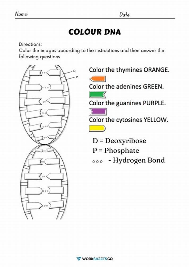 Dna Structure Coloring Worksheet Answer Key