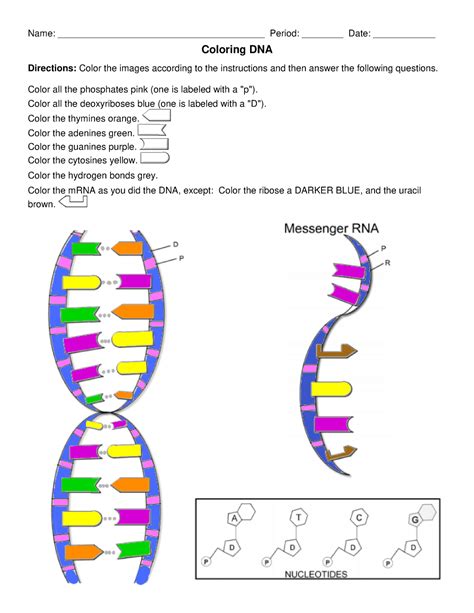 Dna Structure Coloring Worksheet Science From The South
