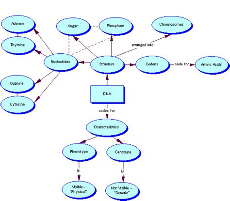 Dna Structure Concept Map