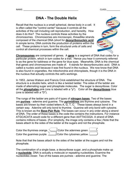 Dna The Double Helix Worksheet Answers
