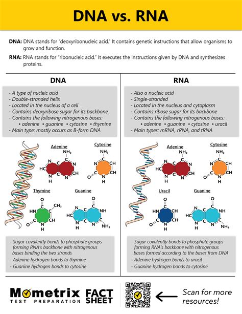 Dna Vs Rna Chart