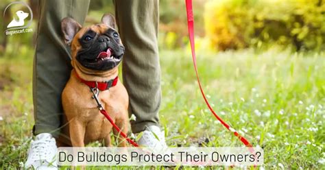 Do Bulldogs Protect Their Owners?