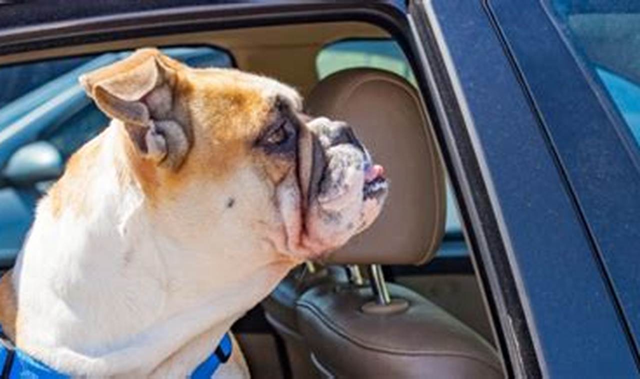 Do French Bulldogs Travel Well In Cars