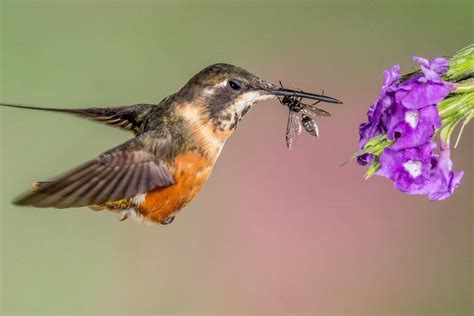Do Hummingbirds Eat Bees