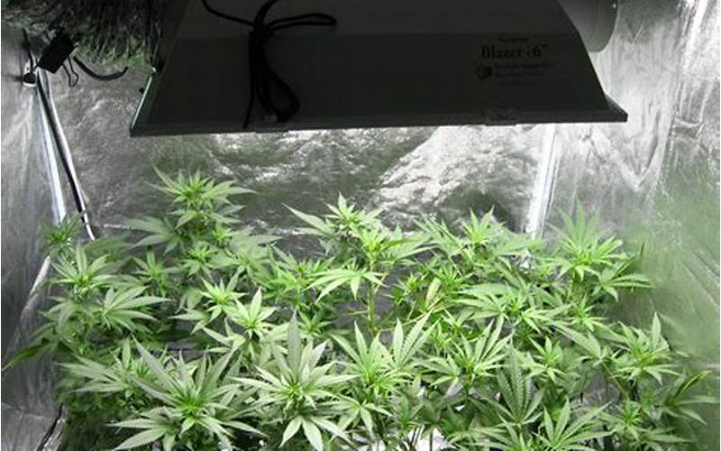 do marijuana plants grow in aquaponics