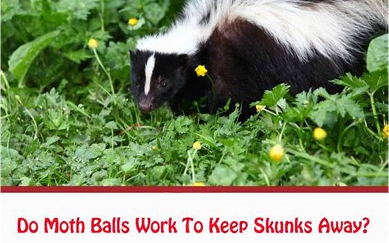 Do Moth Balls Keep Skunks Away