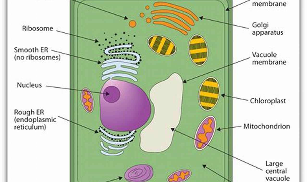 Do Plant Cells Have A Cell Membrane