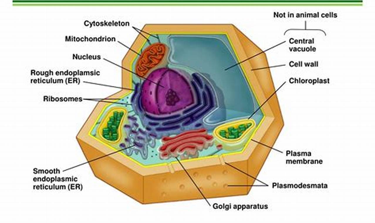 Do Plant Cells Have Cytoskeleton