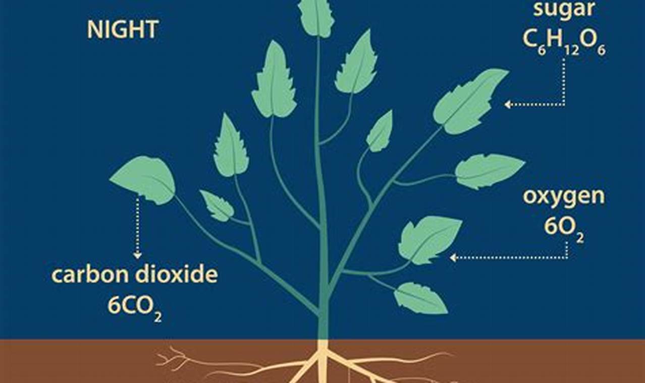 Do Plants Perform Cellular Respiration