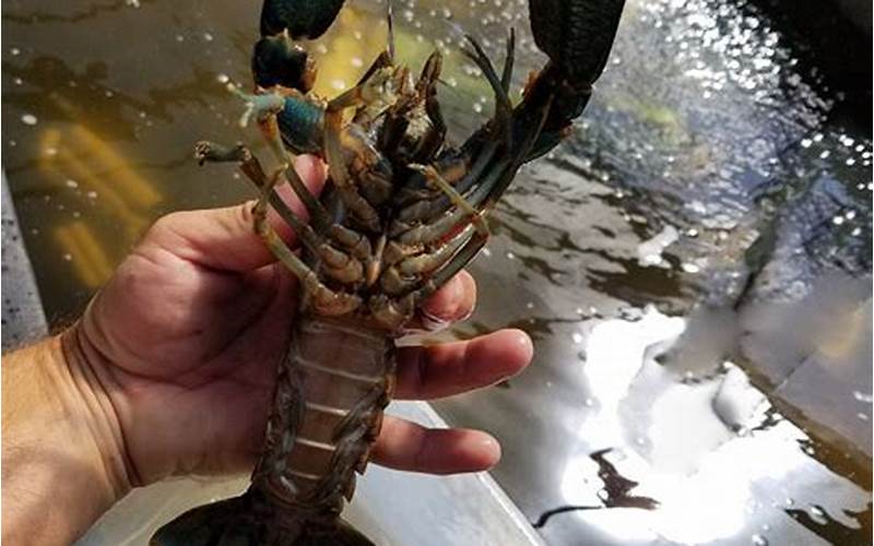 do red claw crayfish eat plant roots in aquaponics