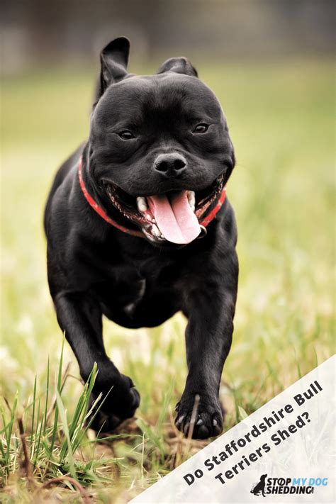 Do Staffordshire Terriers Shed? [Answered] Your Pitbull and You