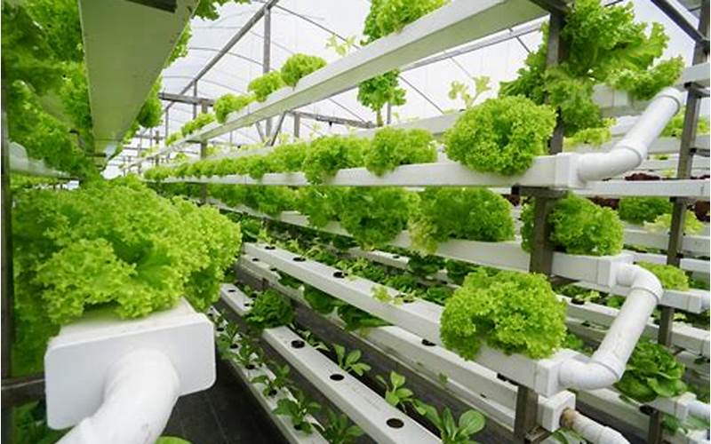 do trees grow faster in a aquaponics