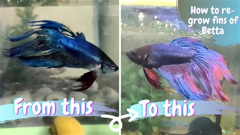 Do Betta Fins Grow Back
