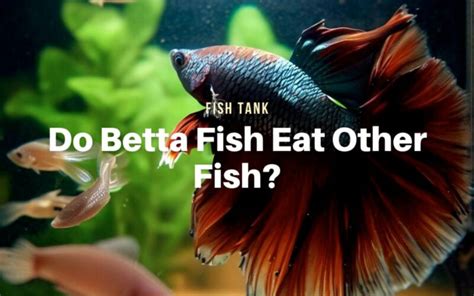 Do Betta Fish Eat Other Fish