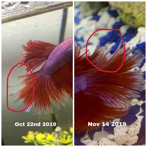 Do Betta Fish Fins Grow Back