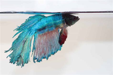 Do Betta Fish Float When They Die