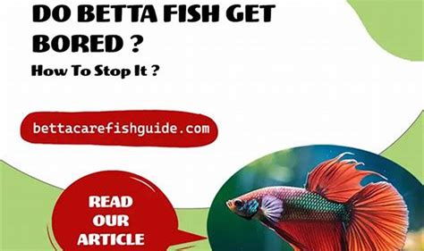 Do Betta Fish Get Bored