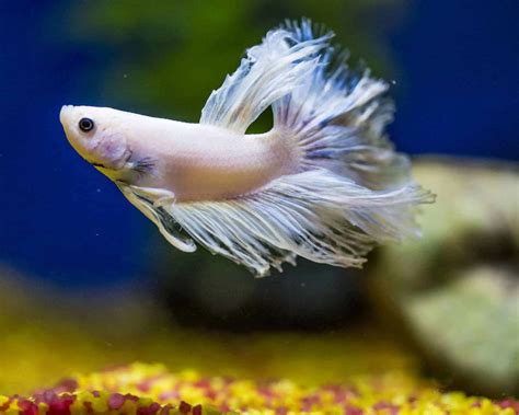 Do Betta Fish Have Feelings