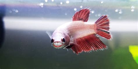 Do Betta Fish Have Teeth