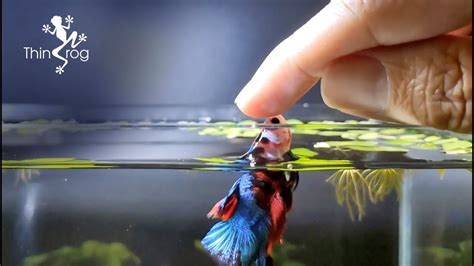 Do Betta Fish Jump