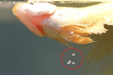 Do Betta Fish Lay Eggs