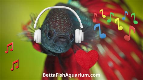 Do Betta Fish Like Music