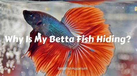 Do Betta Fish Like To Hide