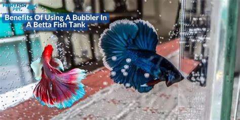 Do Betta Fish Need A Bubbler