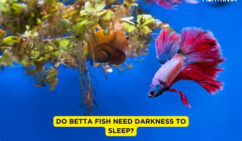 Do Betta Fish Need Darkness To Sleep