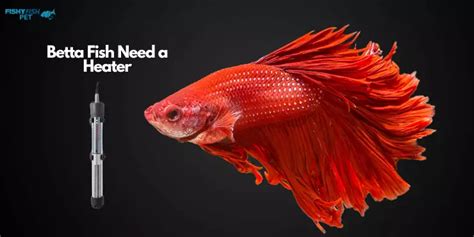 Do Betta Fish Need Heaters