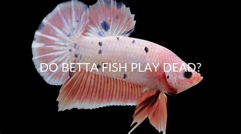 Do Betta Fish Play Dead